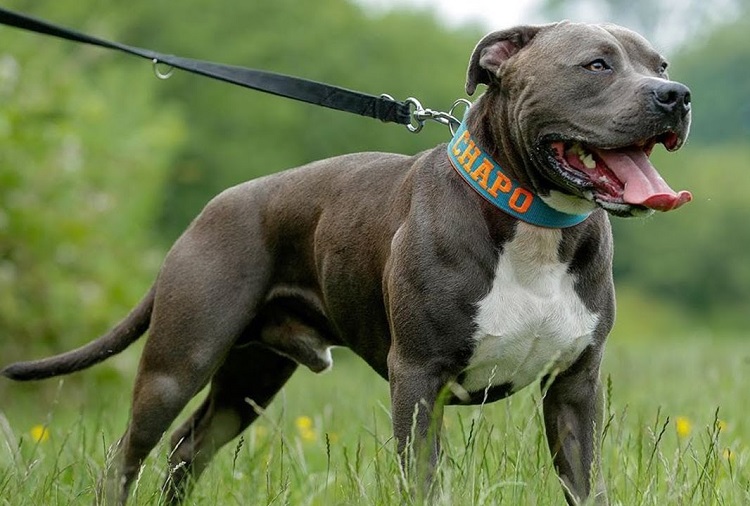 blue nose pitbull