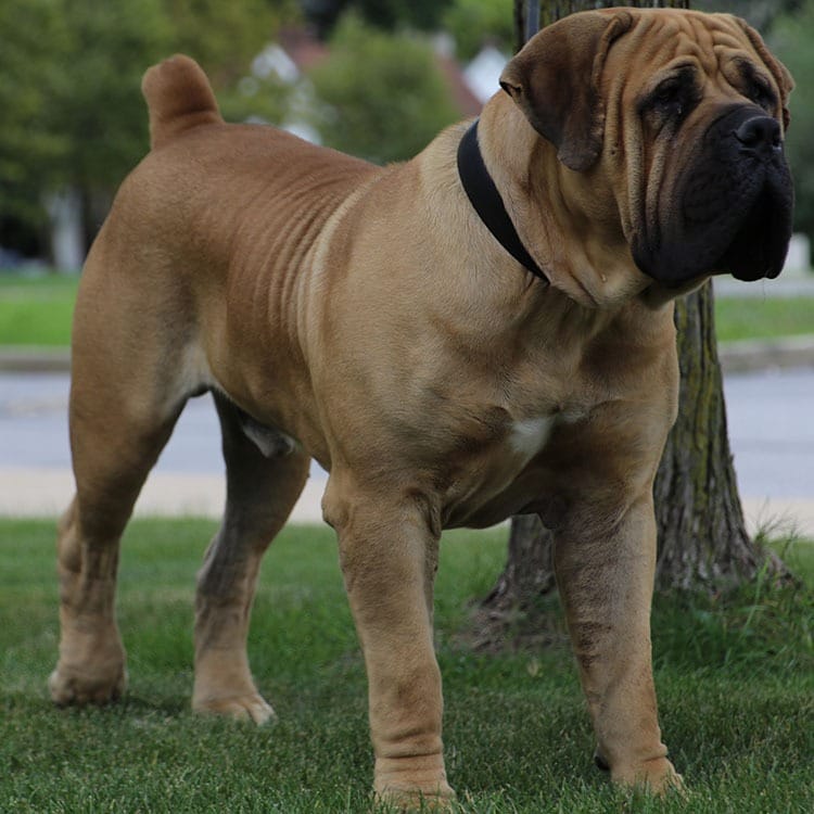 boerboel dog for sale