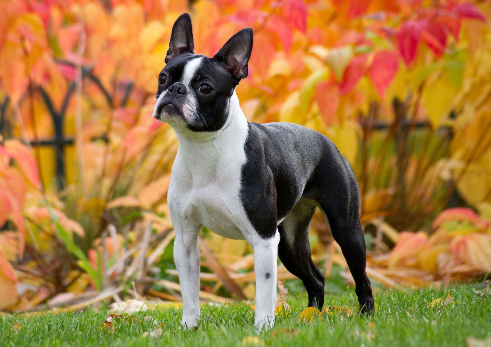 boston terrier dog pics