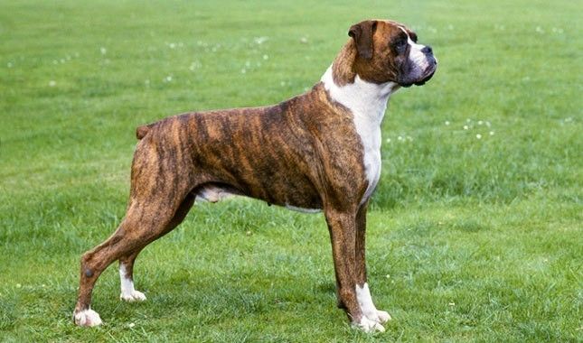 boxer dog full grown