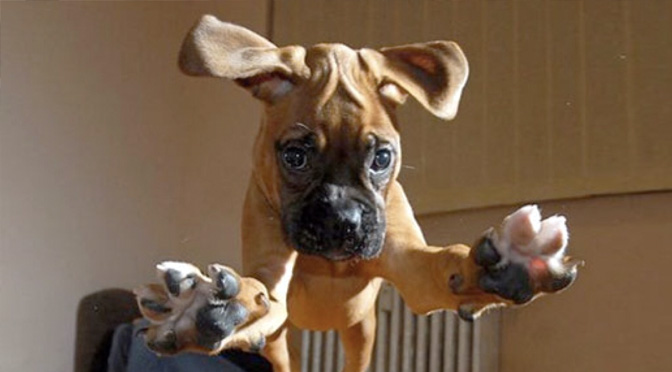 boxer dog puppies