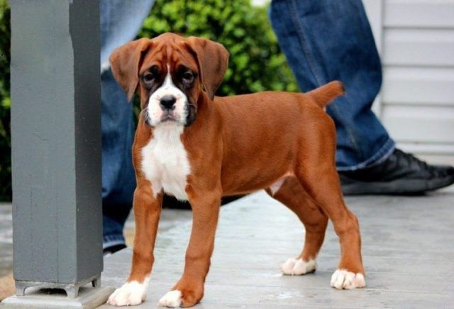 boxer puppies for sale