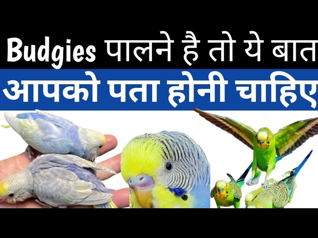 budgerigar in hindi