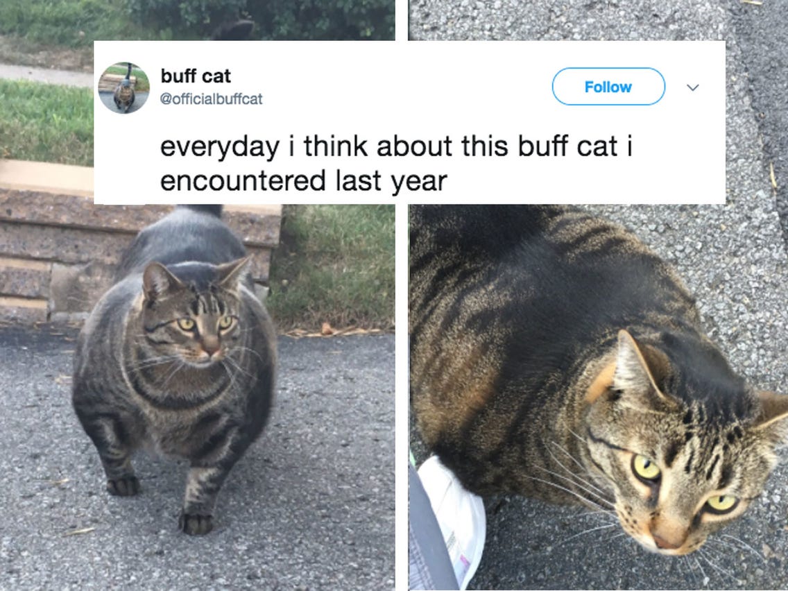 buff cat meme