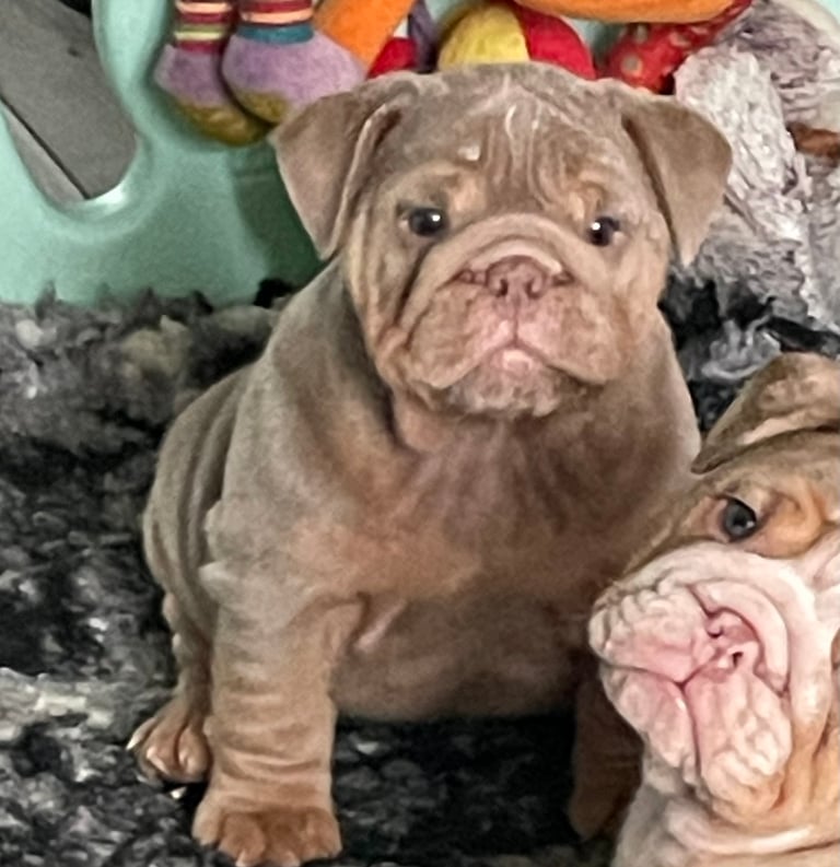 bulldogs for sale liverpool