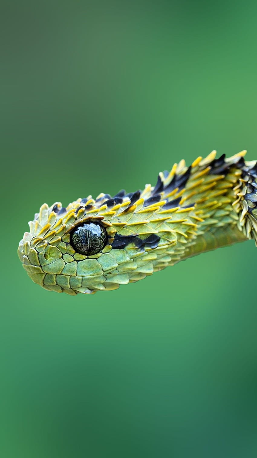 bush viper wallpaper