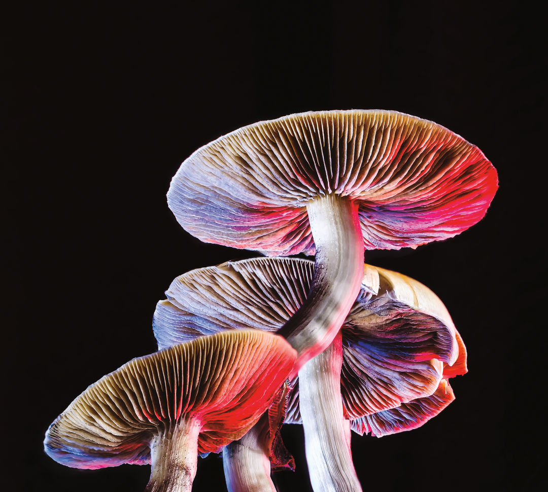 buy mushrooms in oregon