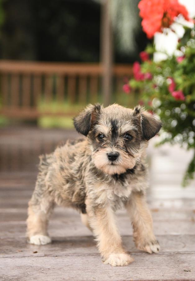 buying a schnauzer puppy