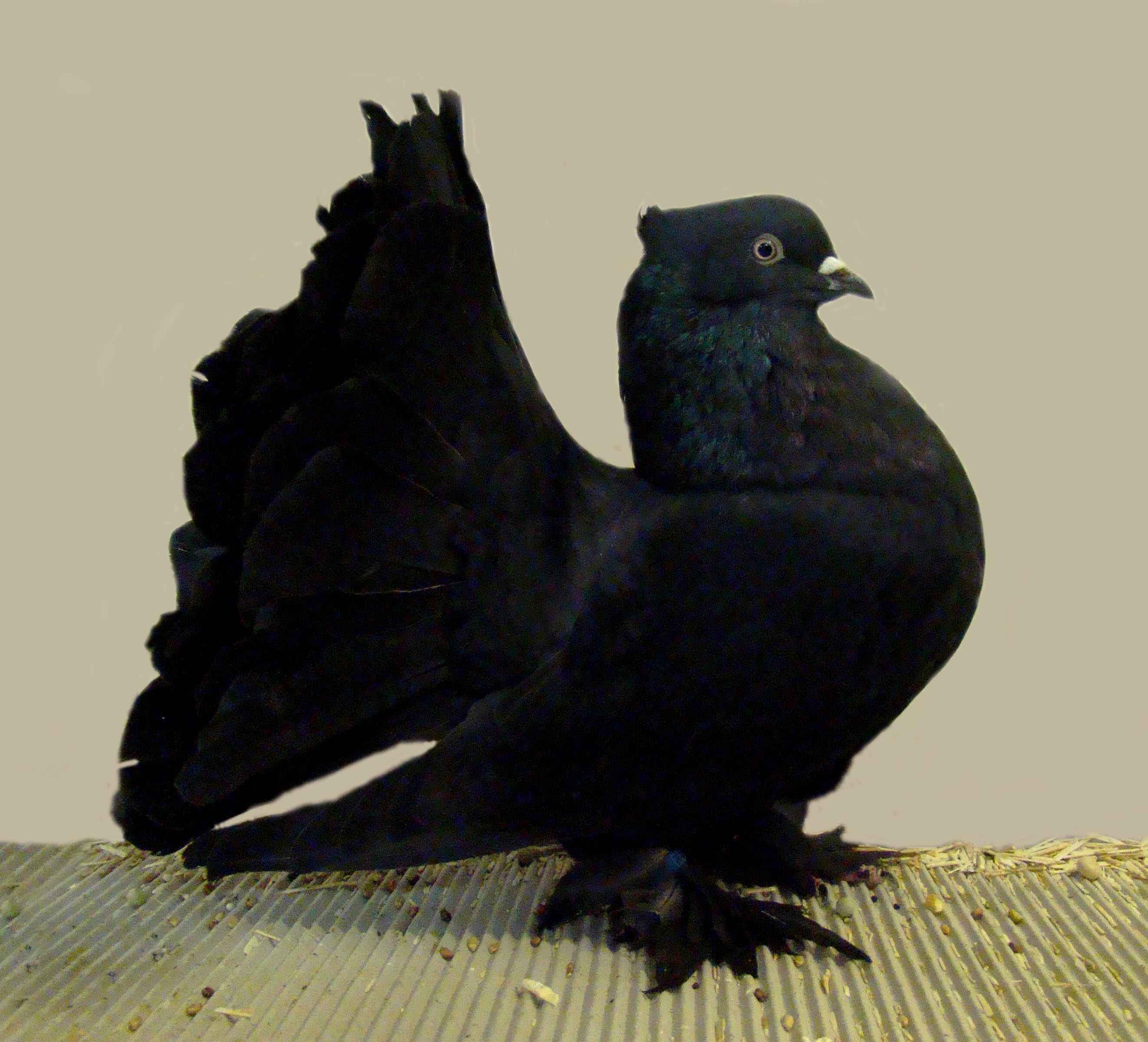 fantail pigeon breeds