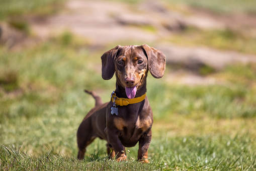 dachshunds for sale