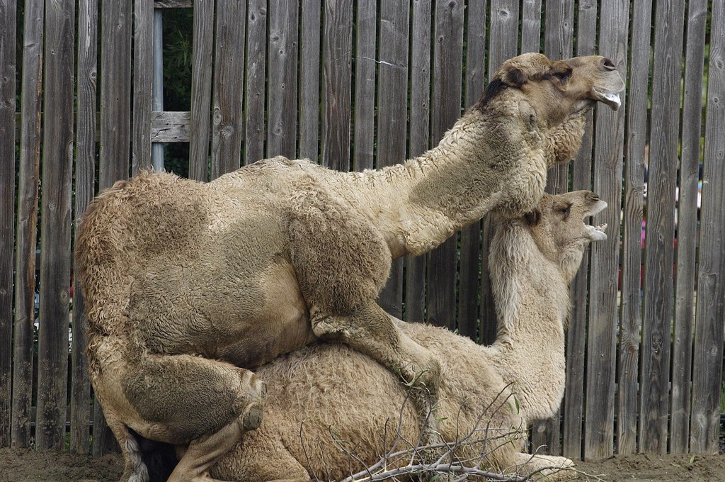 camel porn