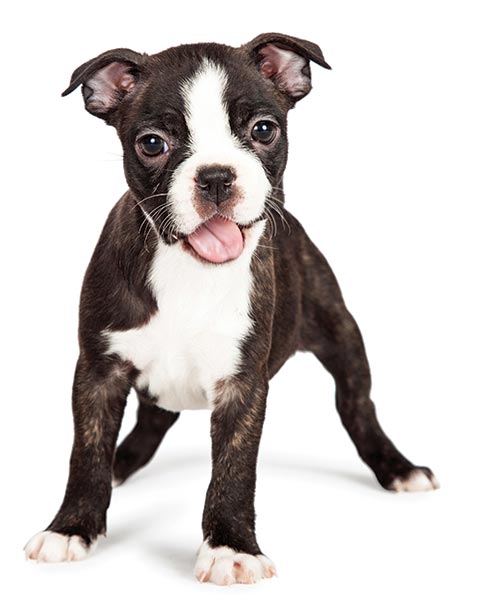 boston terrier puppies for sale near me