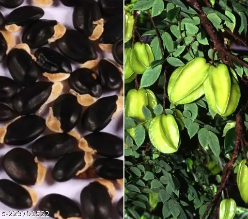 starfruit seeds