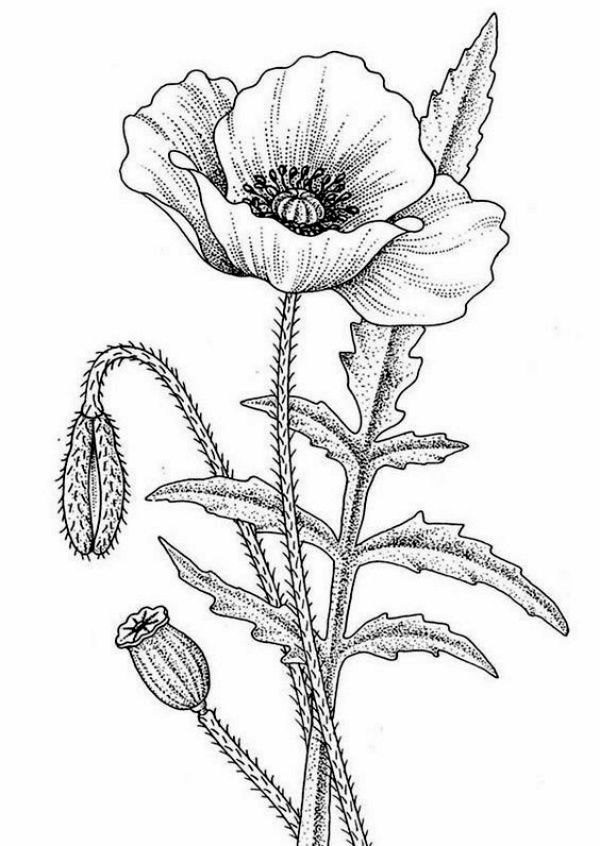 drawings of poppy flowers