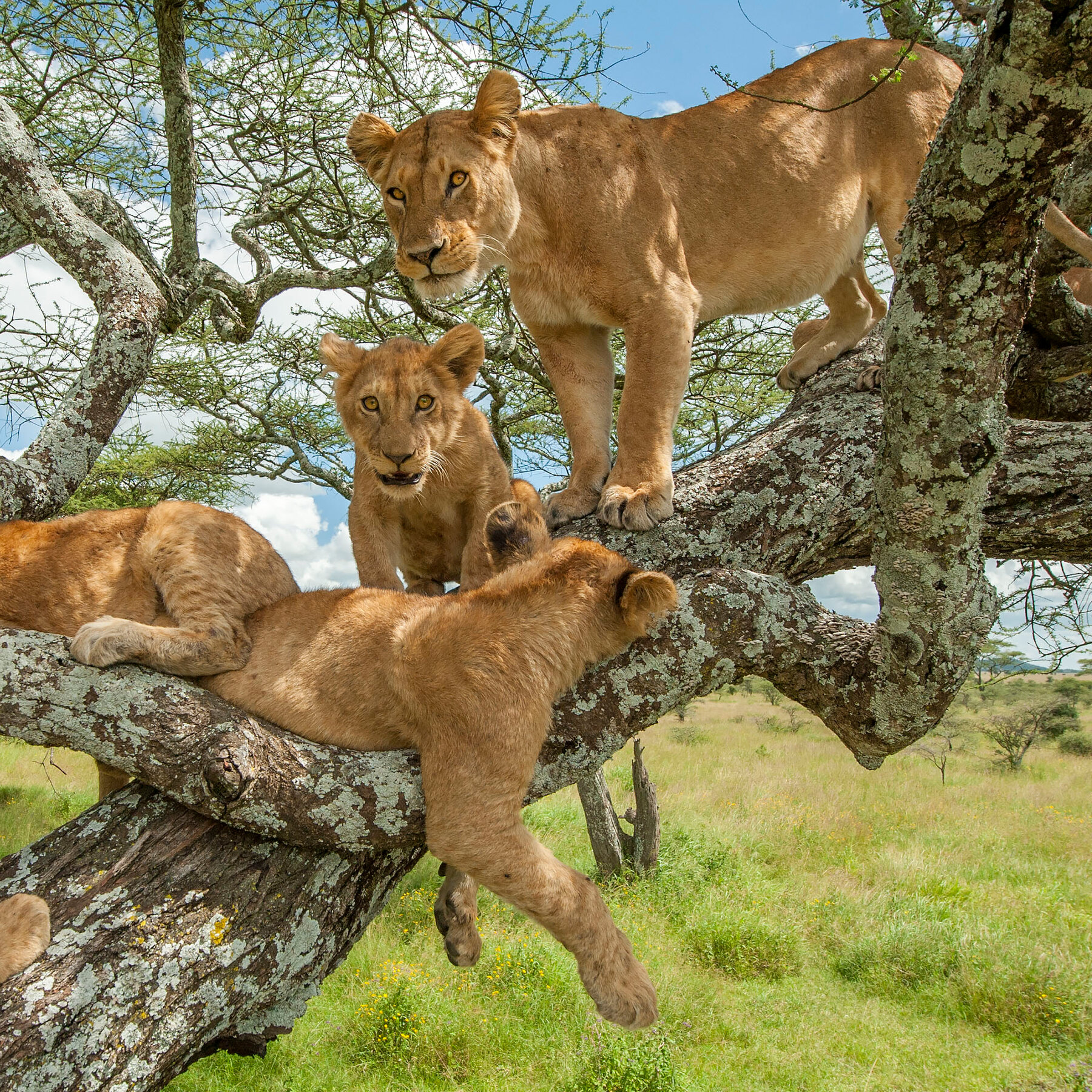 can lions climb trees
