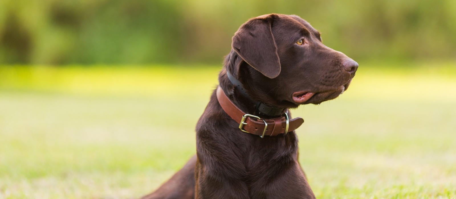 chocolate lab retriever puppies for sale