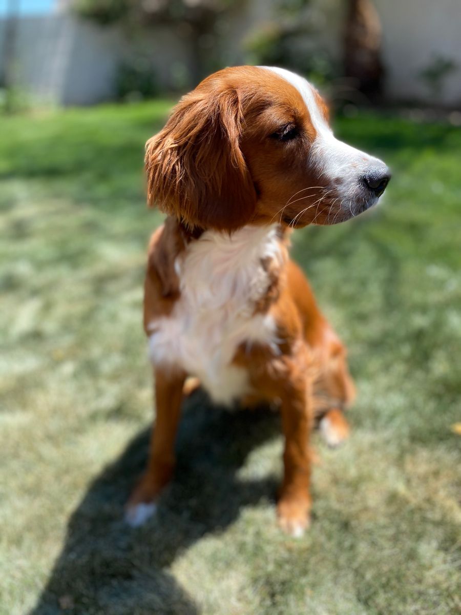 cavalier and golden retriever mix