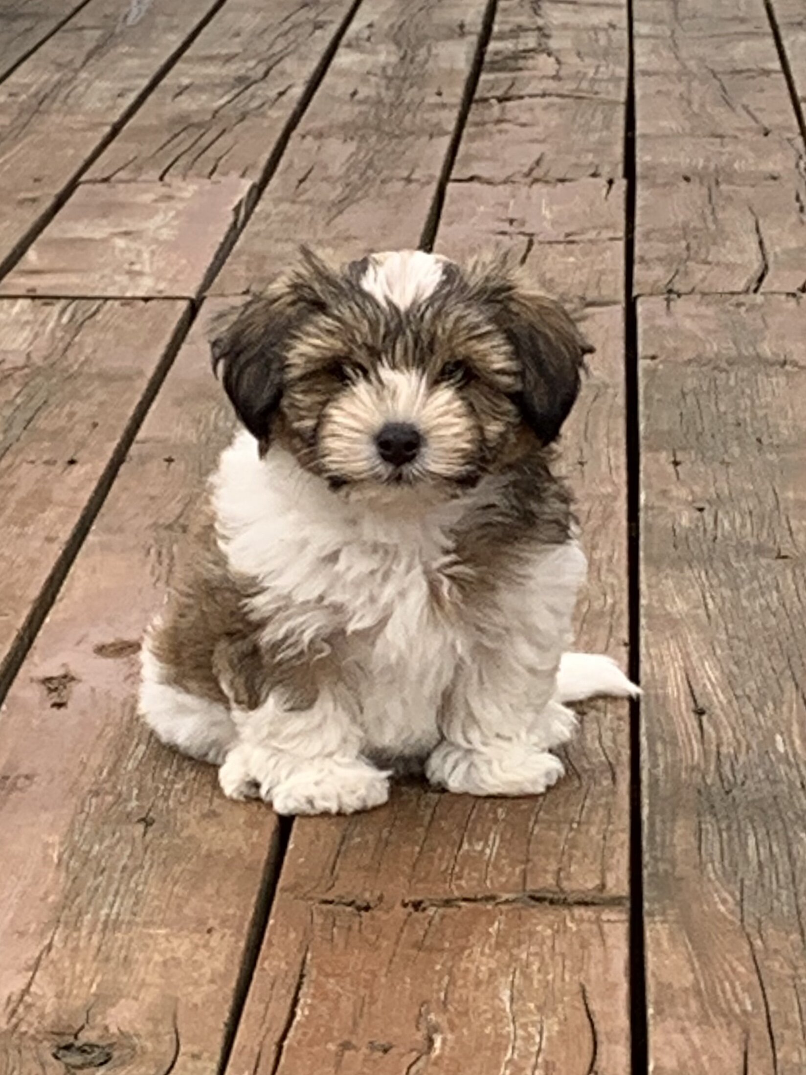 havanese breeders nova scotia