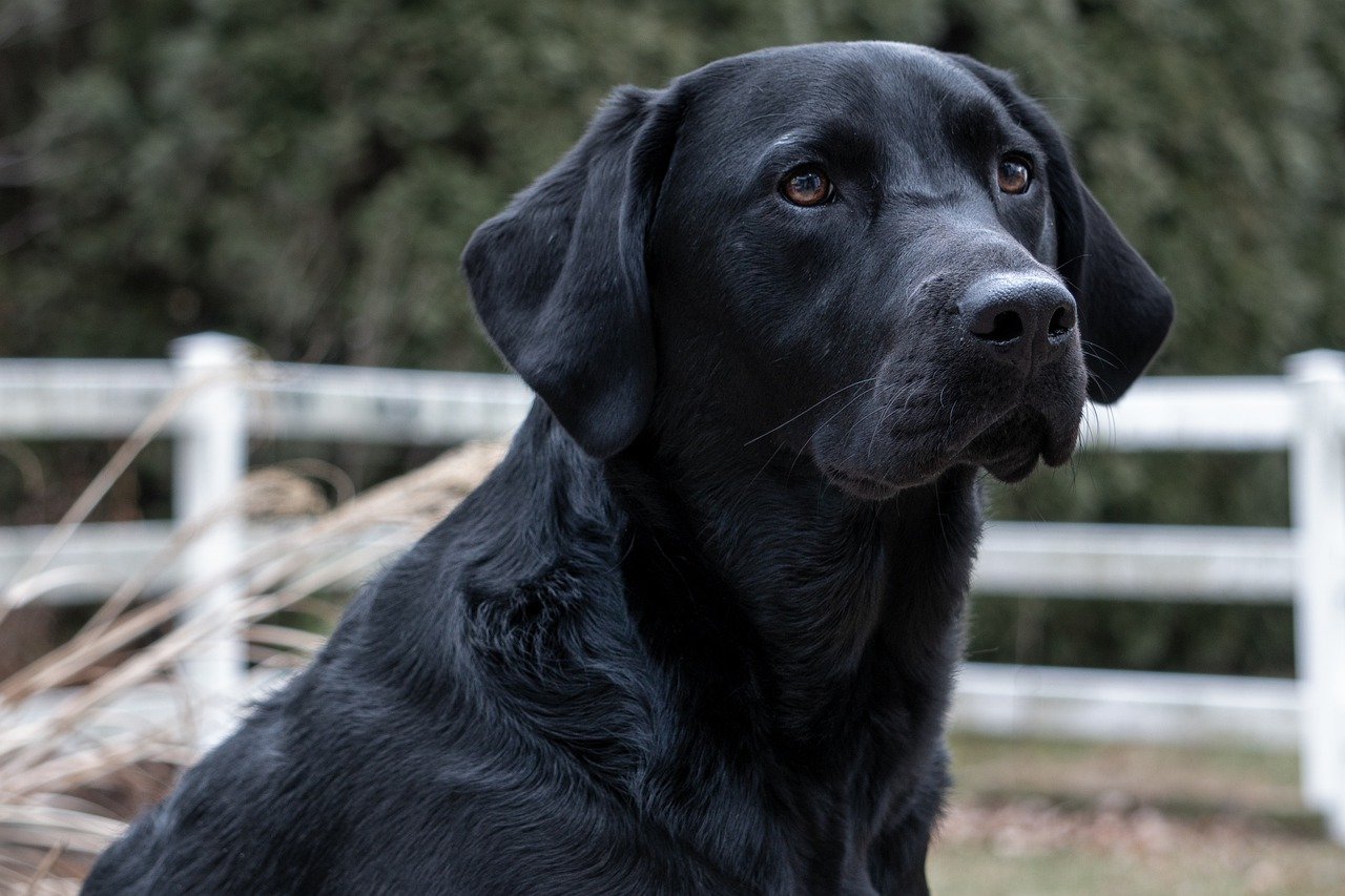 how long do labradors live