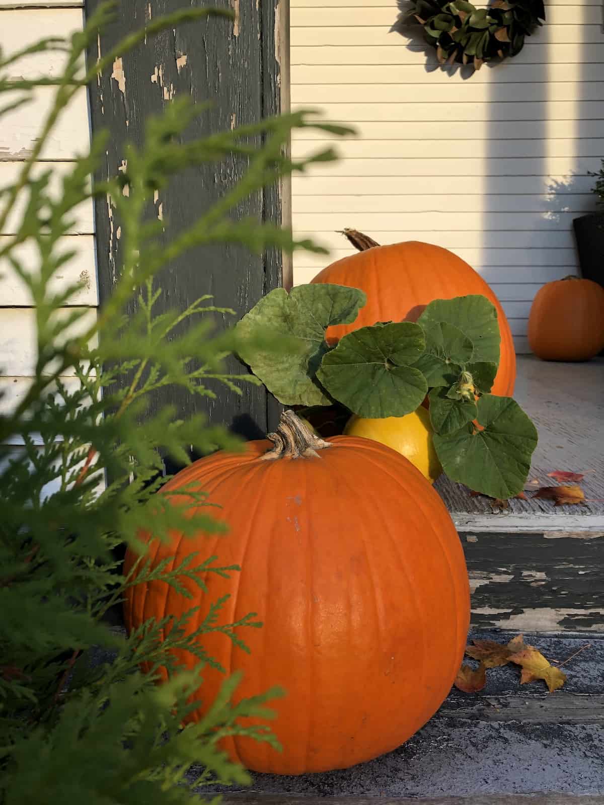 how long do uncarved pumpkins last