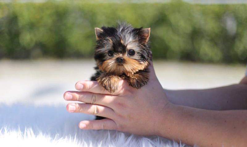 cachorros en venta mexico