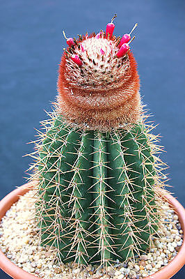 cactus seeds rare