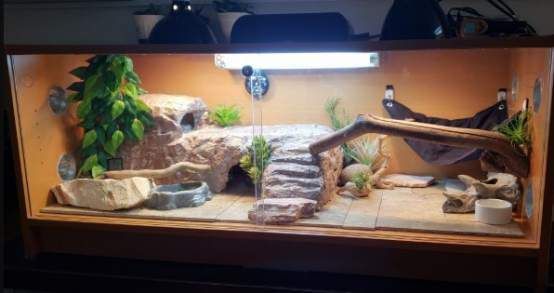 cage setup for bearded dragon