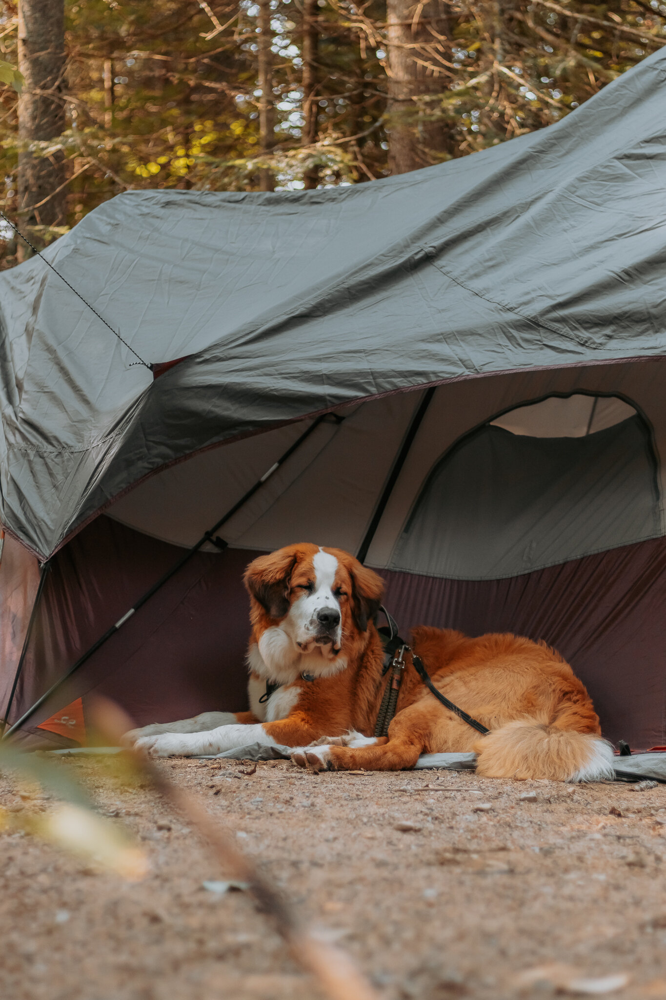 camping outaouais avec chien