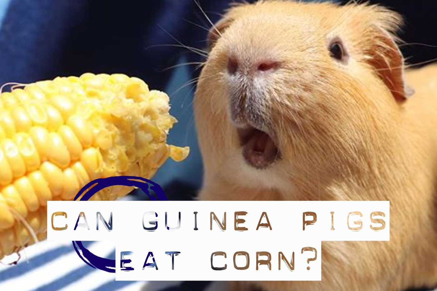 can guinea pigs have corn on the cob