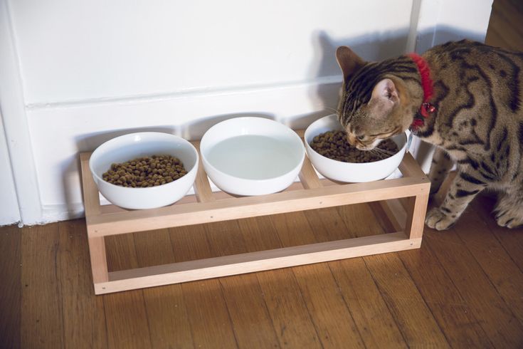 cat bowl and stand