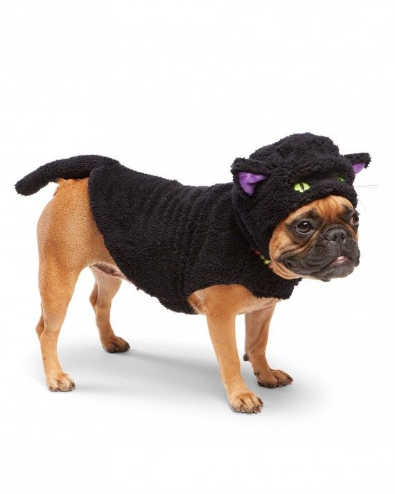 cat in dog costume