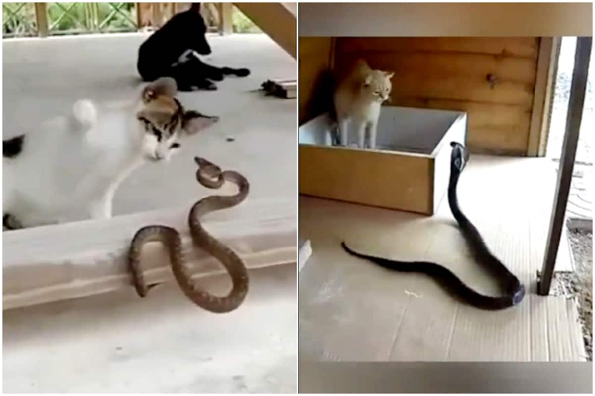 cat v snake