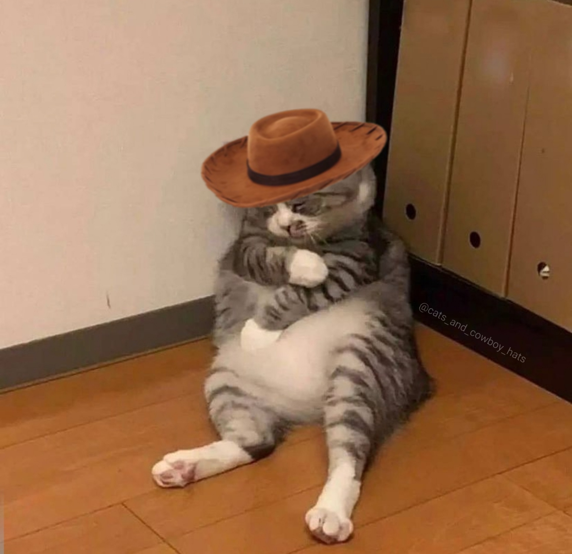 cat with a cowboy hat