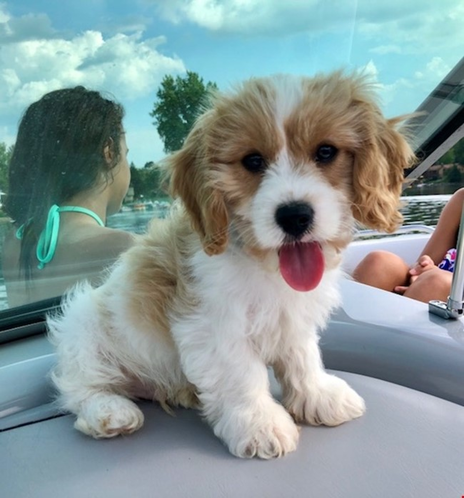 cavachon breeders near me