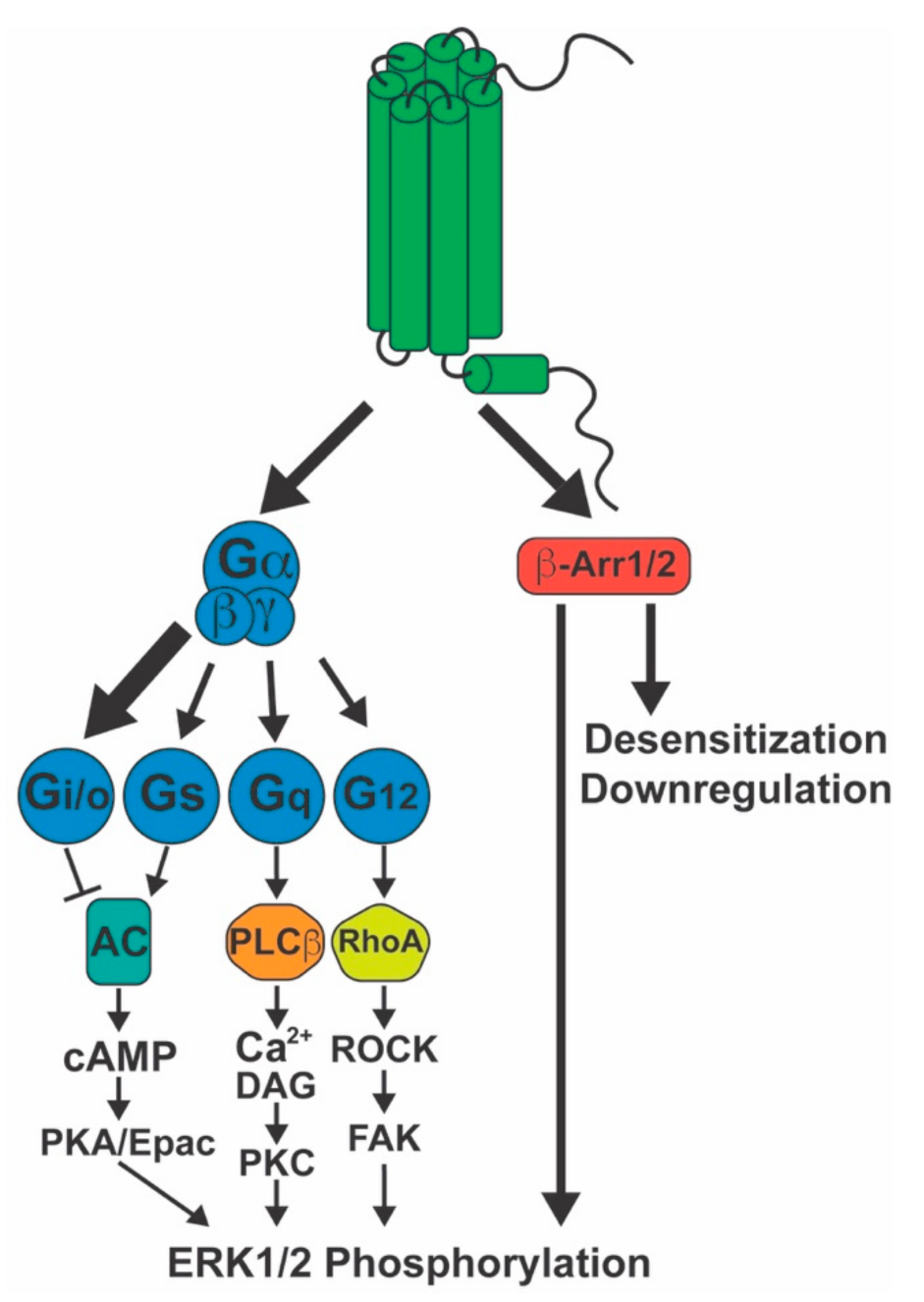 cb1 receptor