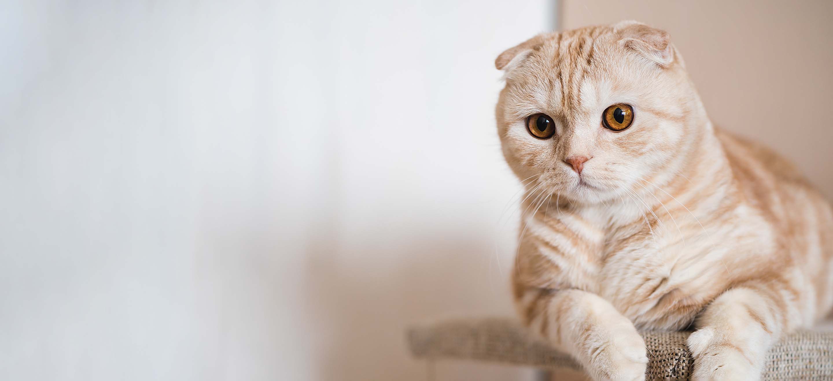 scottish fold cat for sale