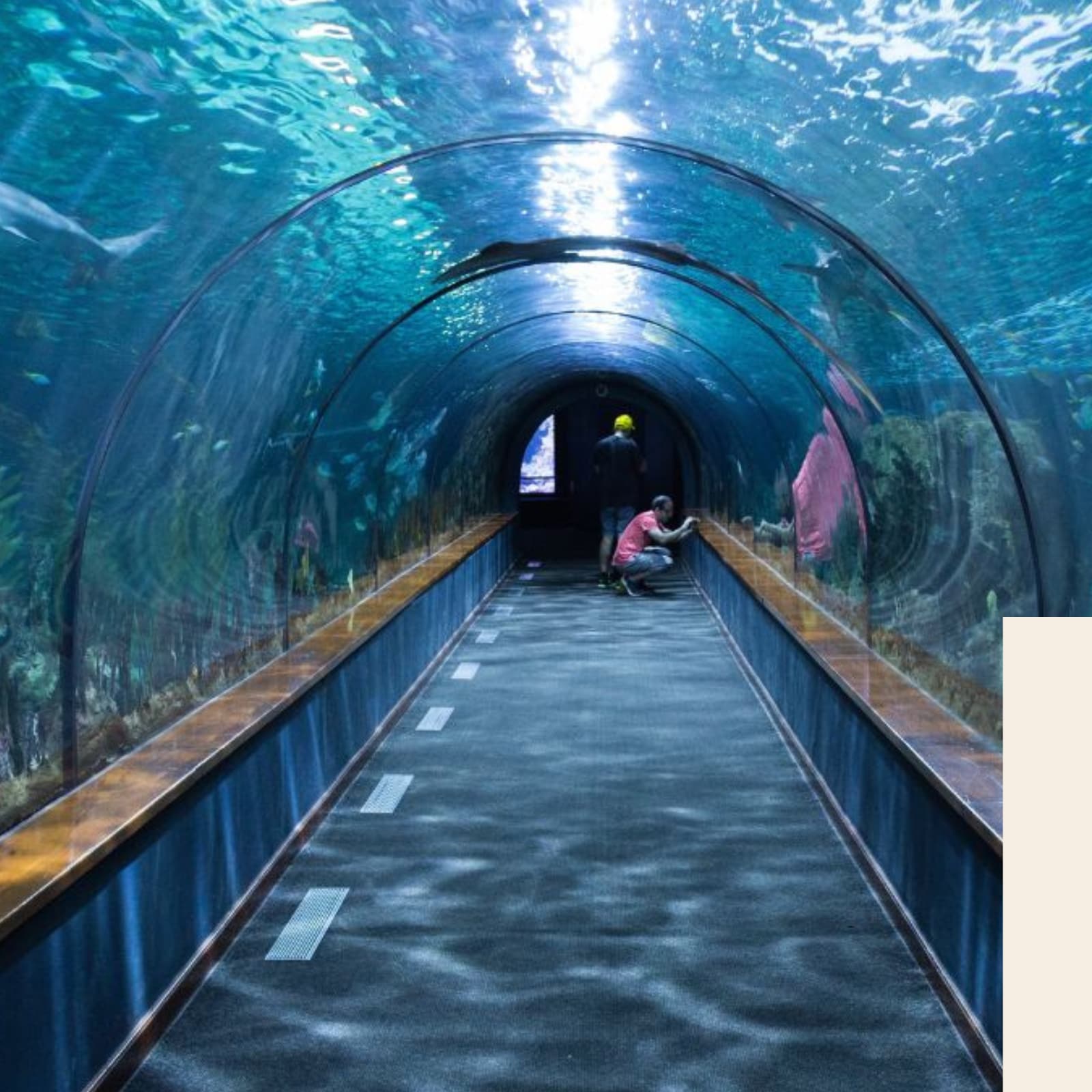 bangalore sea tunnel aquarium