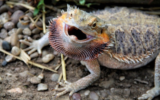 bearded dragon dark beard