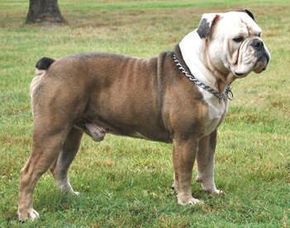 victorian bulldog vs olde english bulldog