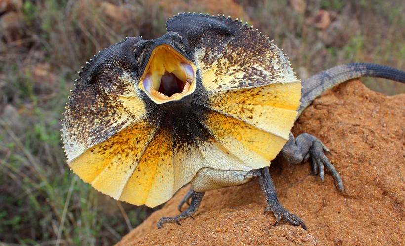 hooded lizard