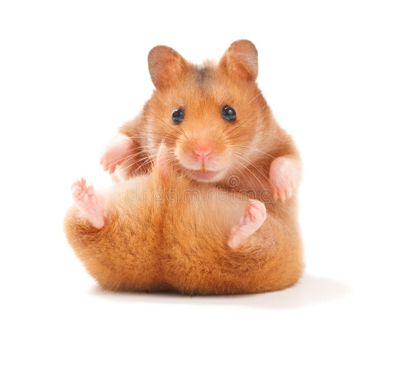 pic of a hamster