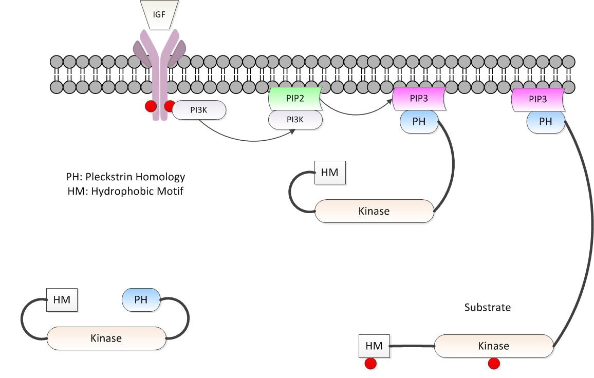 pleckstrin homology domain