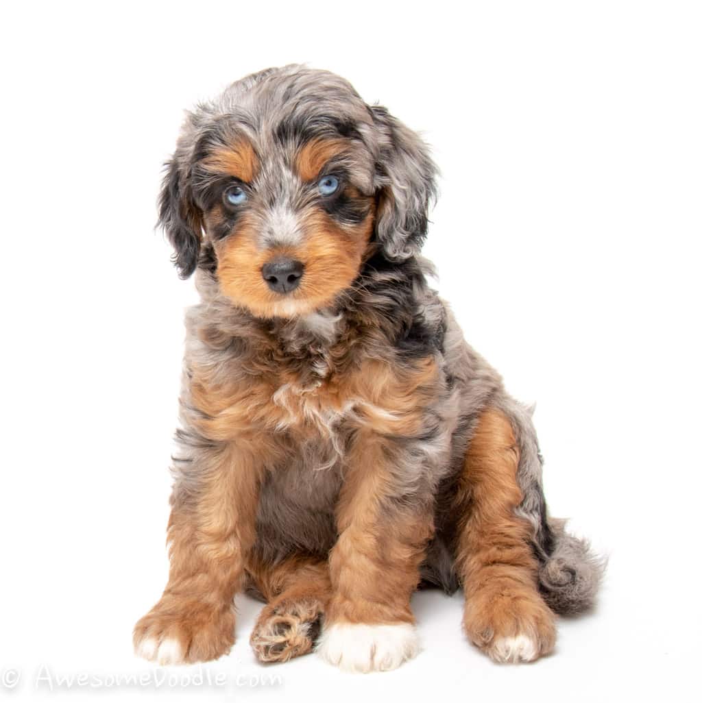 aussiedoodle for sale florida