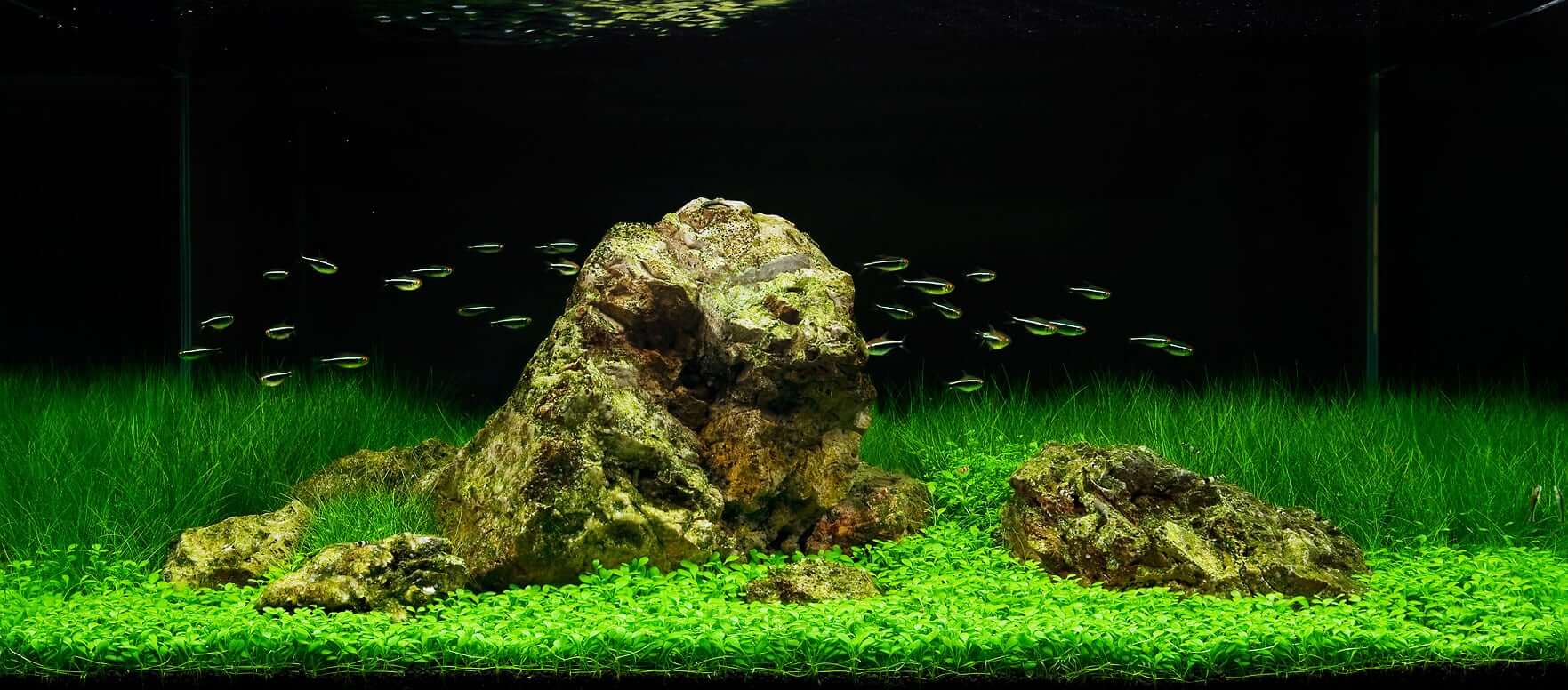 aquascape fish tank