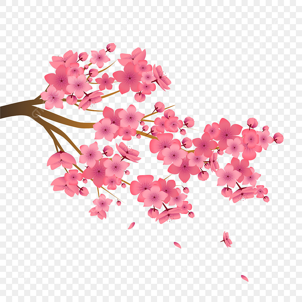 cherry blossom vector