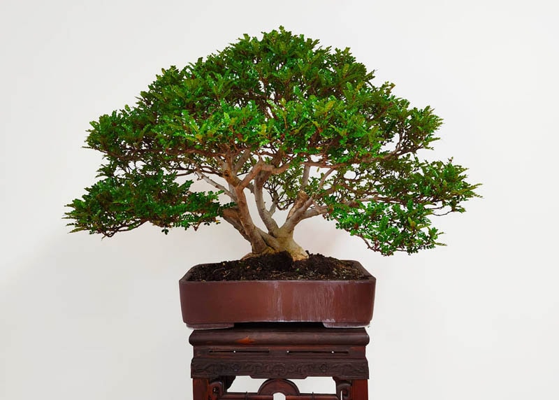 chinese pepper bonsai