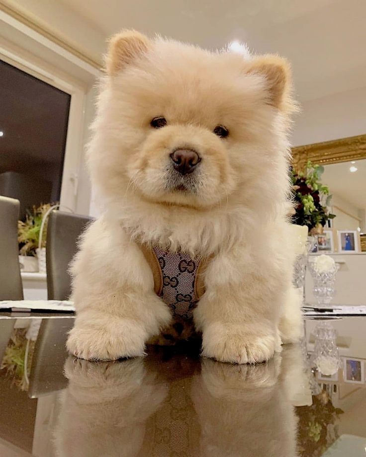 chow chow pinterest