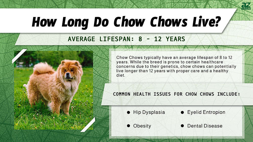 chow dog lifespan