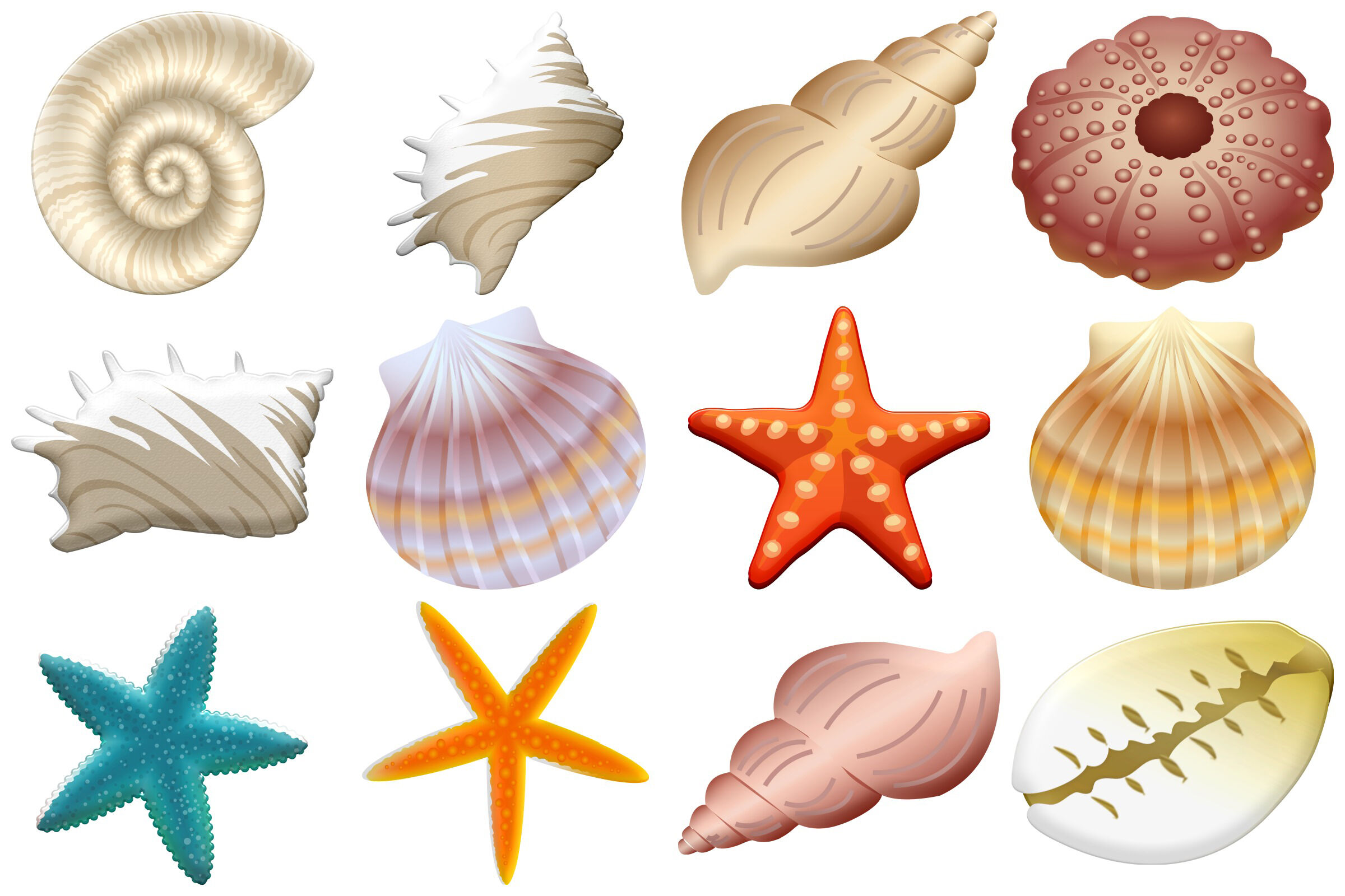 clip art of shells