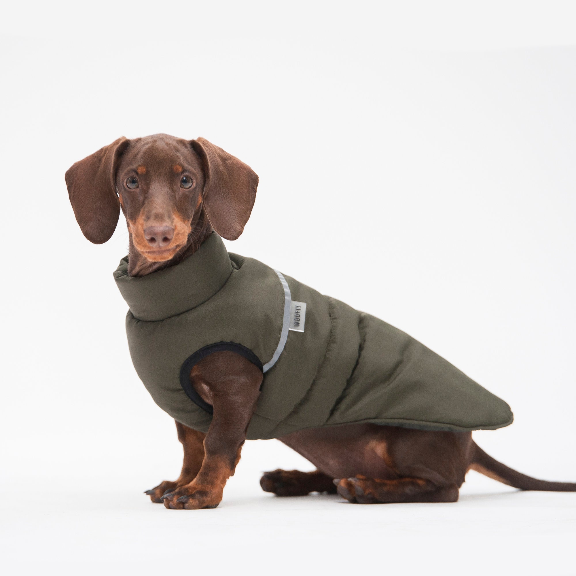 clothes dachshund